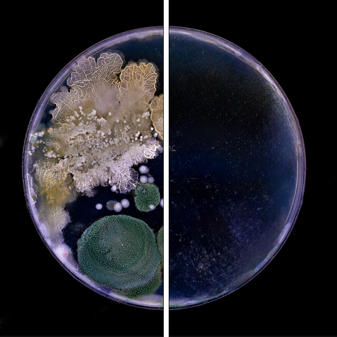 uv_disinfection_petri_dish